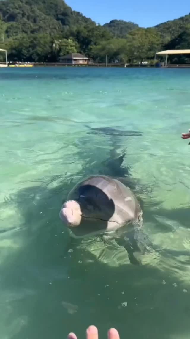 Este mayo, hacé realidad el sueño de nadar con delfines 🐬 Salí desde ...