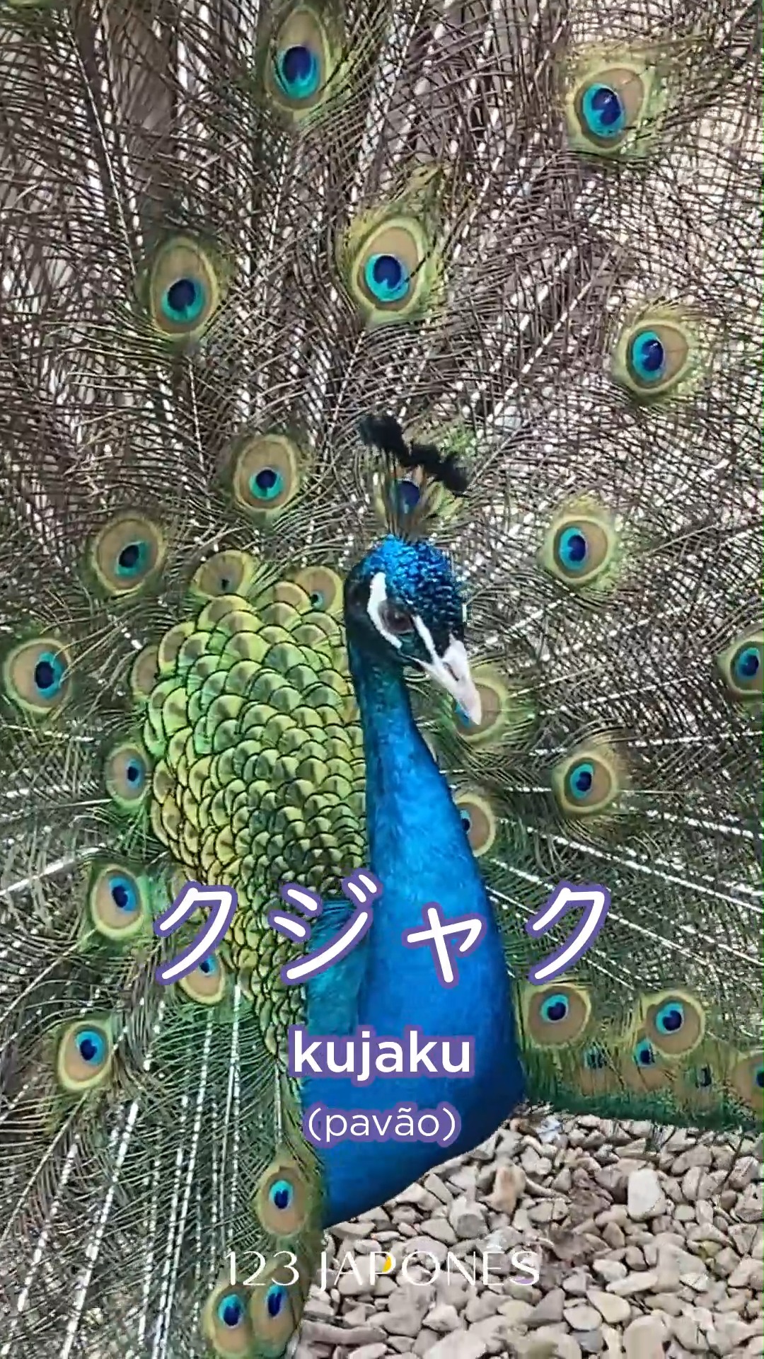 鳩ペンギン Já tinha ouvido falar de algum desses animais em japonês? 鶏