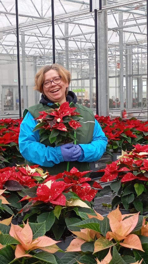 Am 6.12. & 7.12. gibt's unsere großen Weihnachtssterne für 3, 99€ statt 5,99€ 👍 #grötzingen #karlsruhe #hwkgärtnerei #hagsfelderwerkstätten #lebenshilfe #advent #weihnachtss