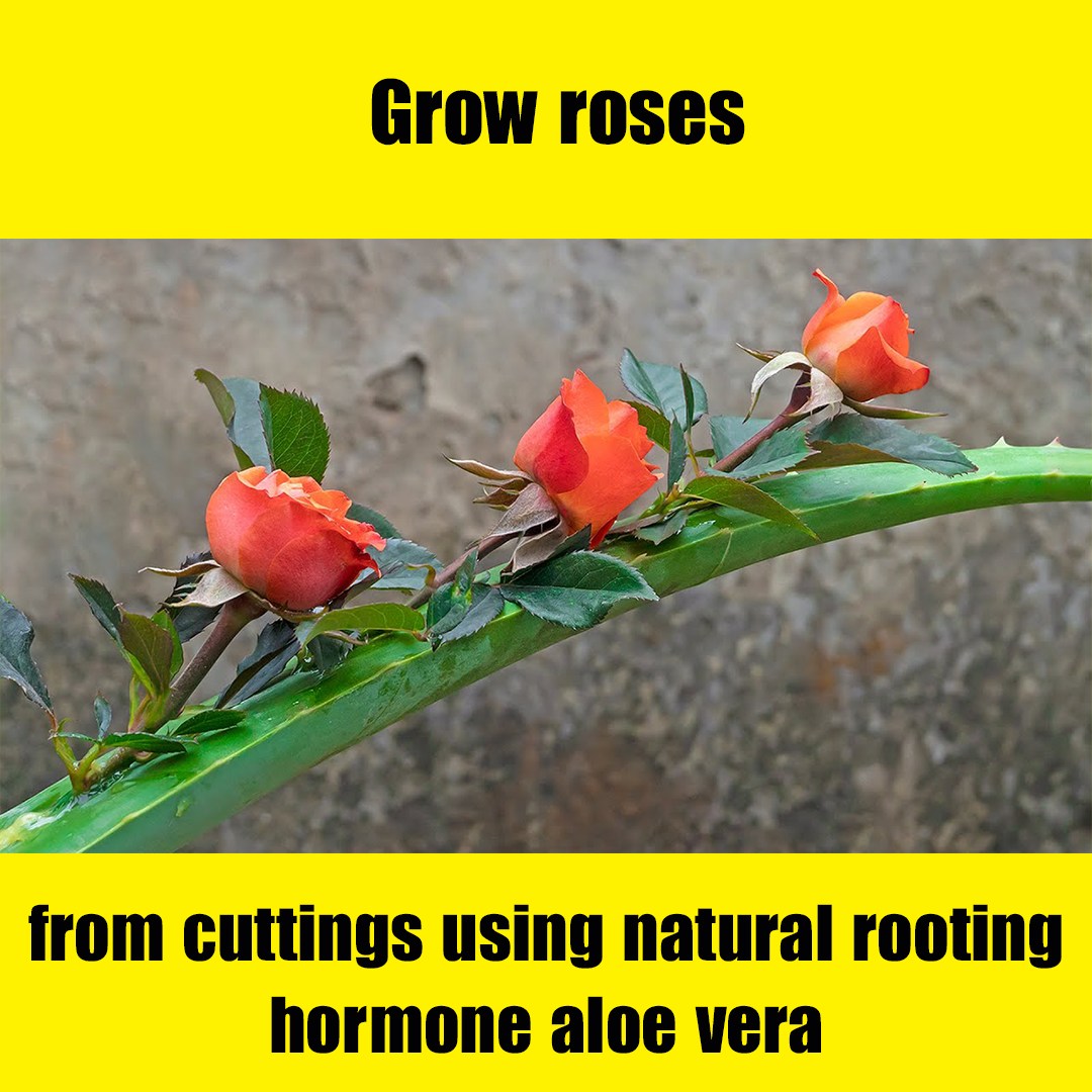 Grow roses from cuttings using natural rooting hormone aloe vera 💐# ...