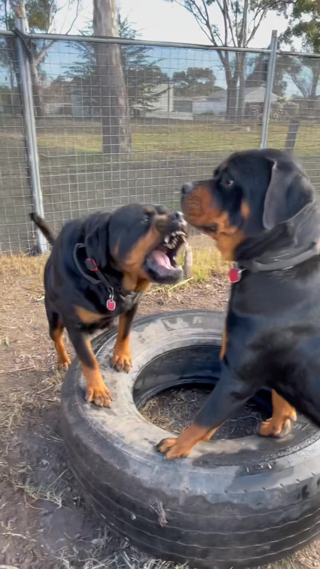 Xena 🤦‍♂️ | Growler Rottweilers | Facebook