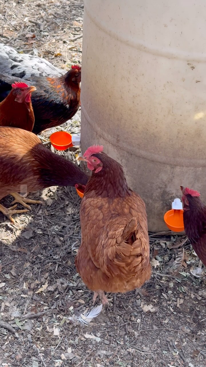 winter, spring, summer, fall chickens need water through them all ️🌷☀️🍂 ...