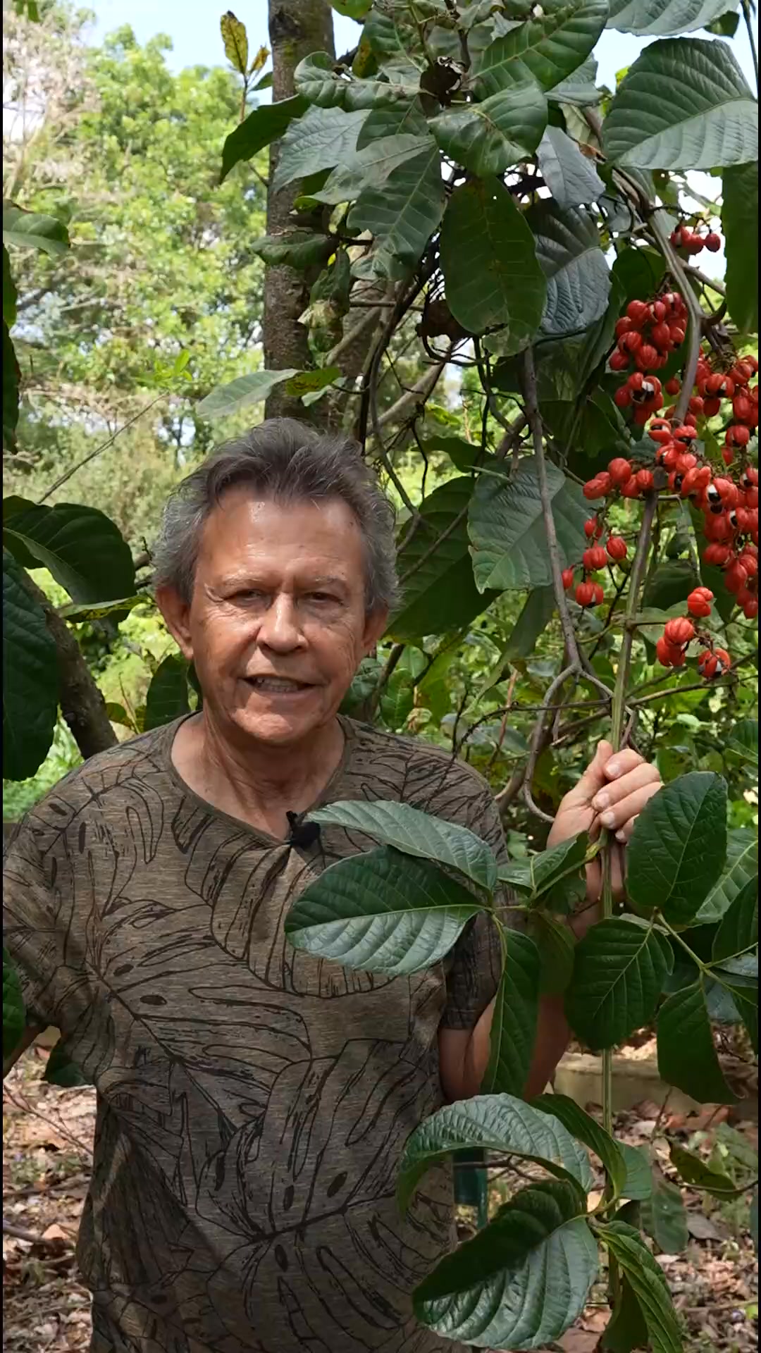 🌿 Conheça o Guaraná (Paullinia cupana) com Harri Lorenzi! 🌟 Neste vídeo ...