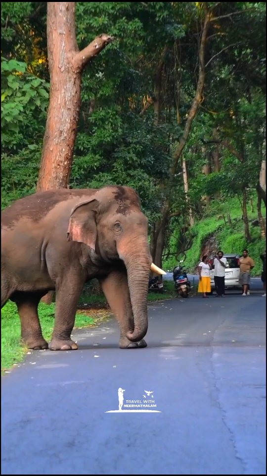 ഒറ്റകൊമ്പൻ ഇന്ന് ഒറ്റക്ക് വരുന്നുണ്ടേ 🚫REPOST NOT ALLOWED 🚫 #travel ...