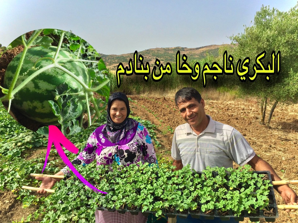 جولة في حقل الدلاح | جولة في حقل الدلاح و البطيخ ، و غرسنا دلاح جديدة ...