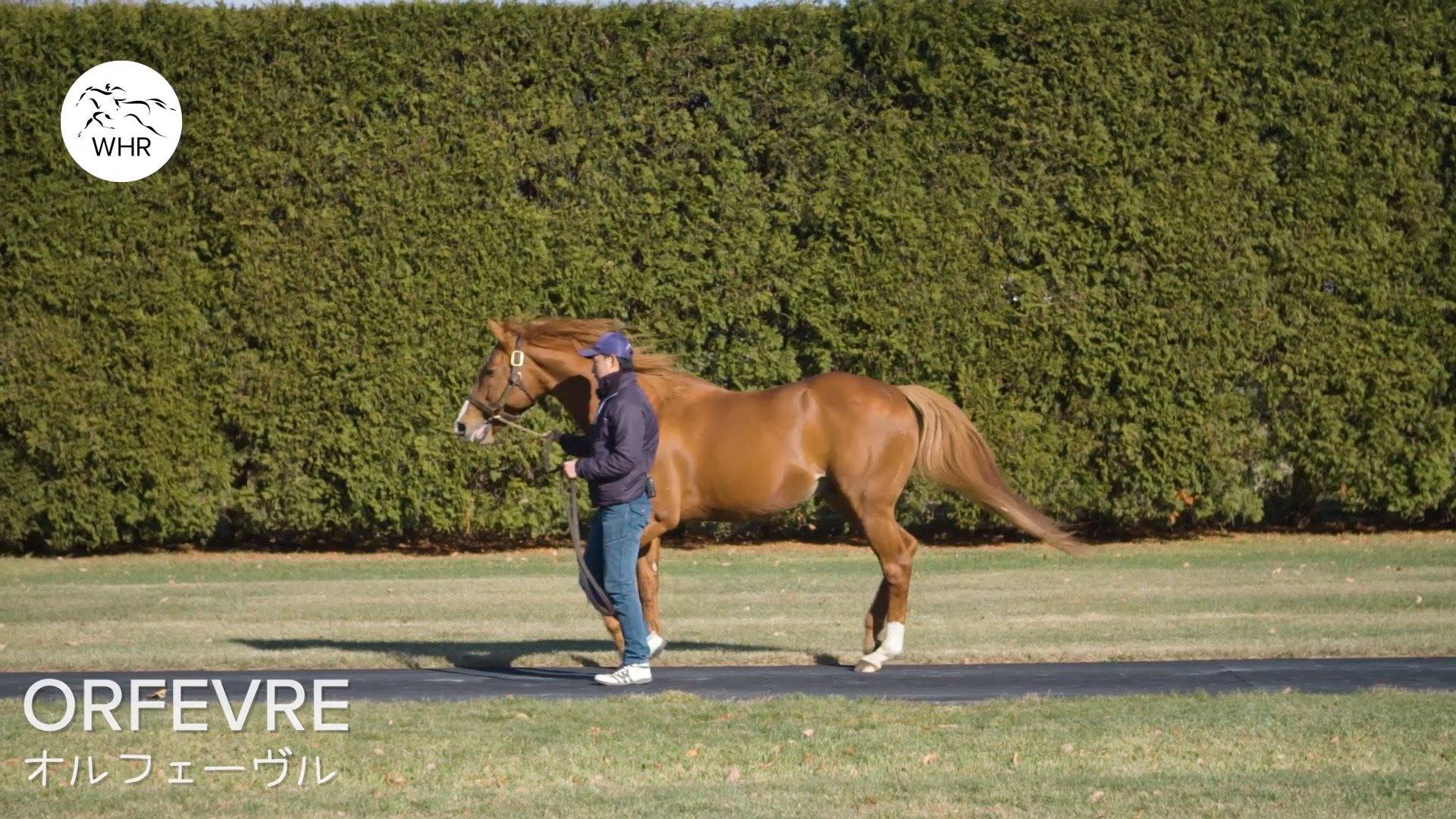 The stallions of Japan