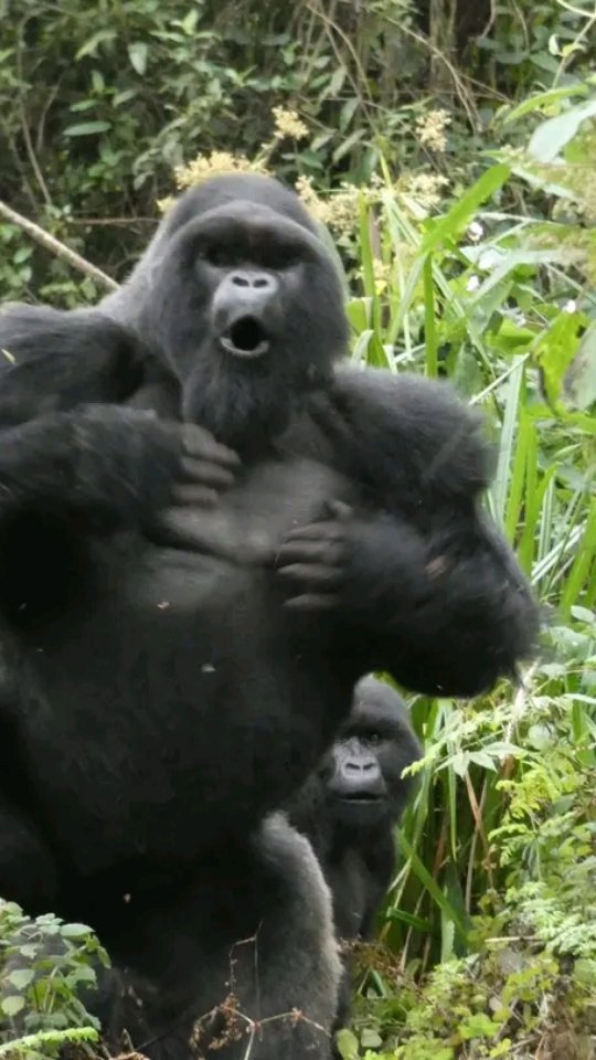 To witness #vol shake when these Giants🦍 fight for dominance is ...