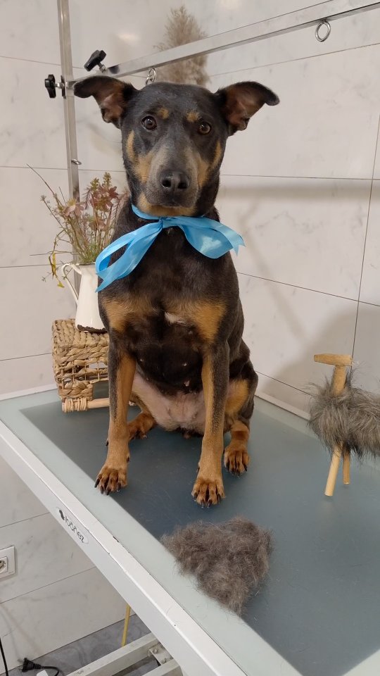 Baraka Animal - Boutique Peluquería Canina & Spa