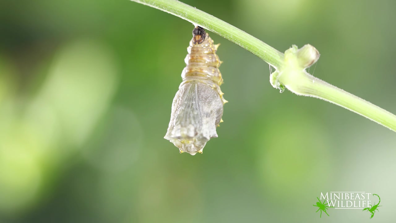 A timelapse of a Blue Moon Butterfly caterpillar (Hypolimnas bolina ...