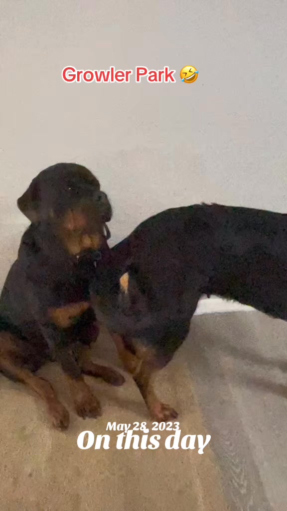 Growler Rottweilers on Reels | Facebook