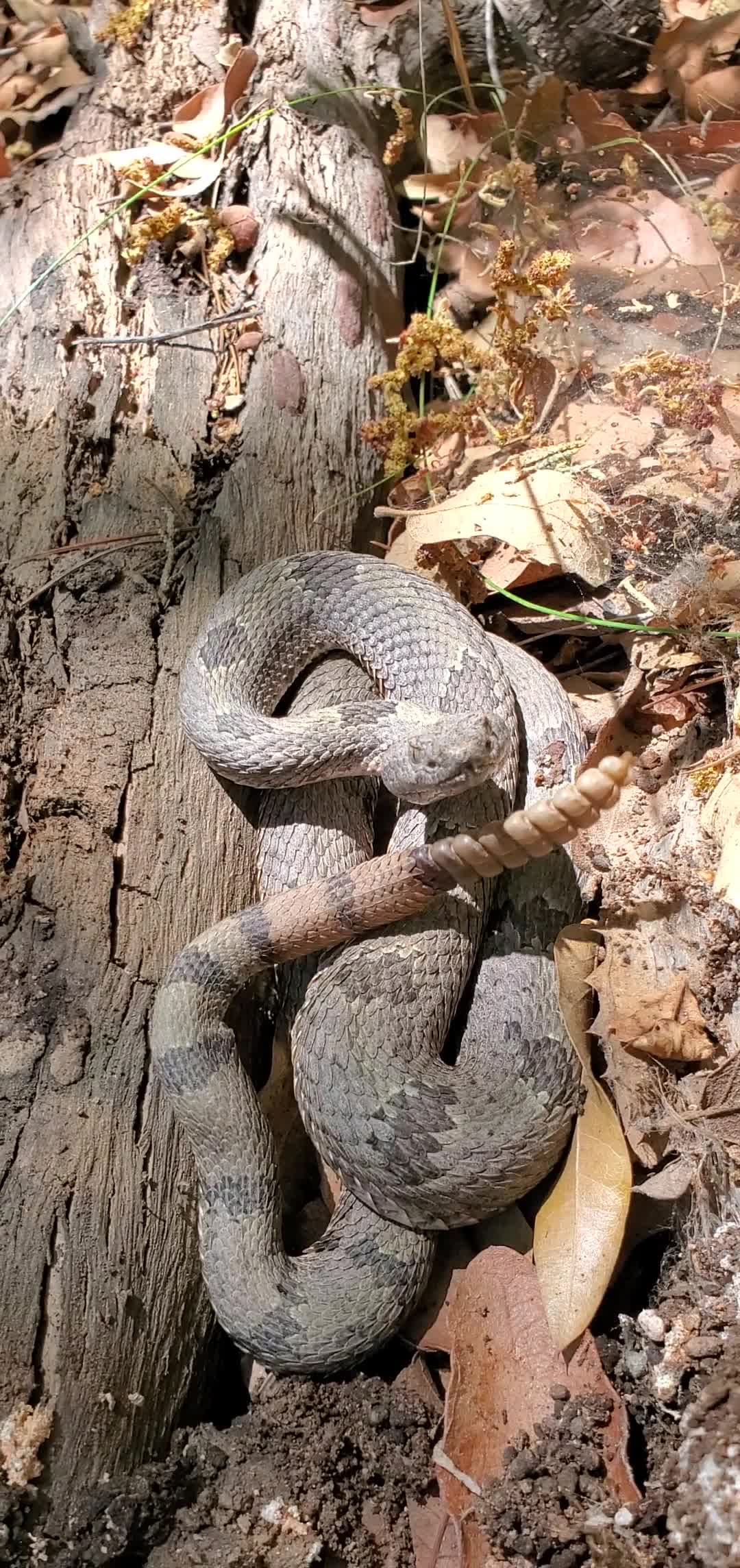Banded Rock Rattlesnake from southeastern Arizona.