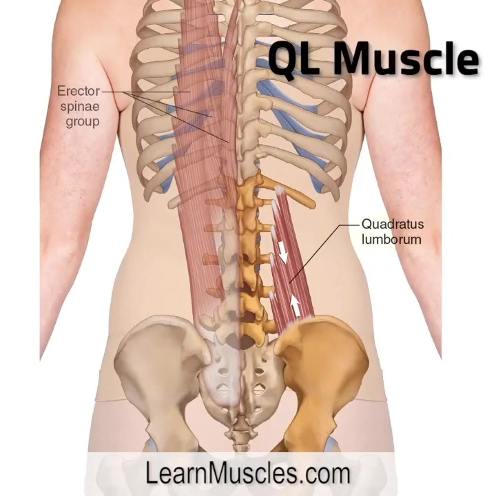 Quadratus Lumborum Muscle