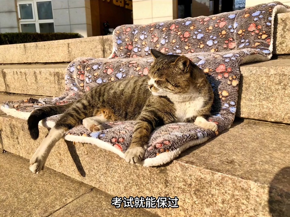 一只流浪猫靠不要脸的性格，竟逆袭成了大学里的团宠 #小猫治愈世界 #流浪猫 #流浪猫救助 #关爱流浪猫 #北京中医药大学楼长 | 家有萌宠 ...
