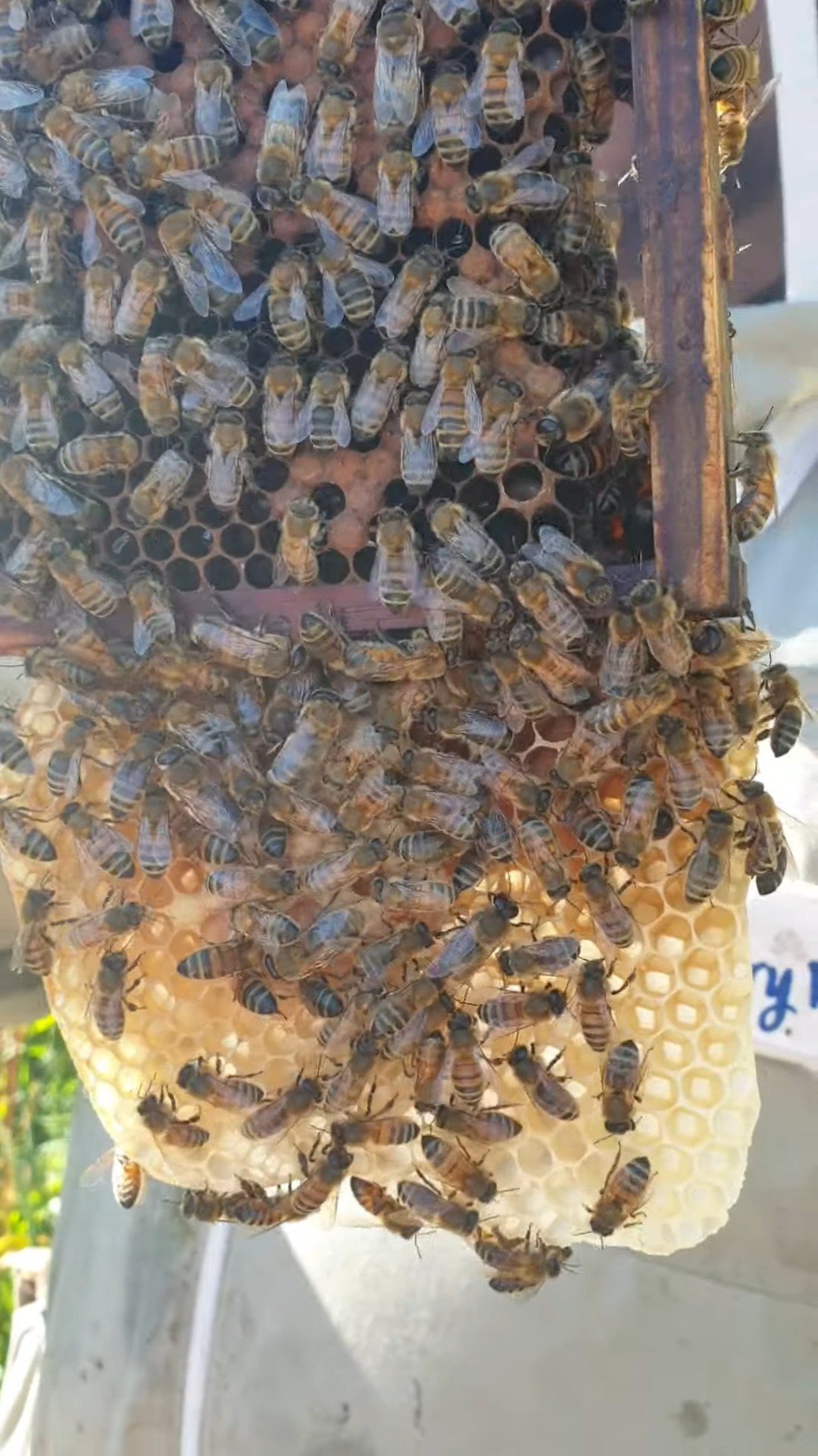 A favourite of mine to find in the hive because it always makes me ...