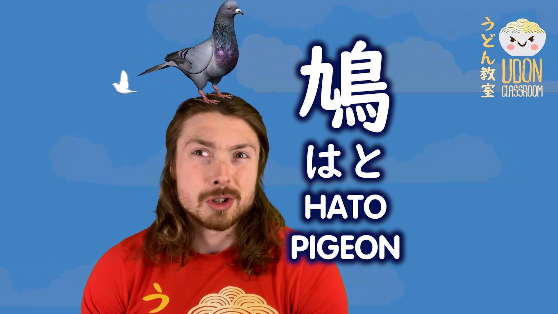  Pigeon 鳩 How do you say 
