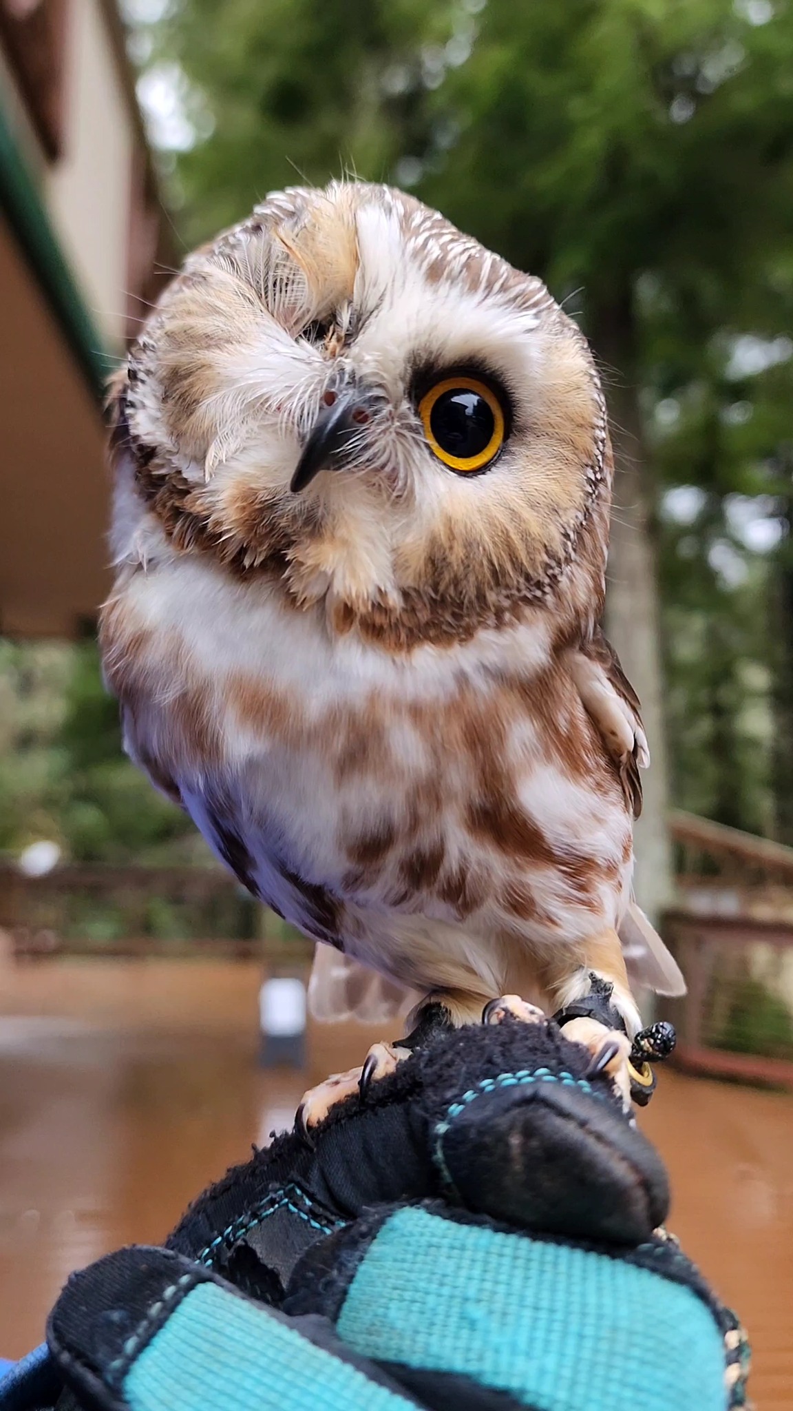 Tito, a Northern Saw-whet Owl and Raptor-in-Residence here at the