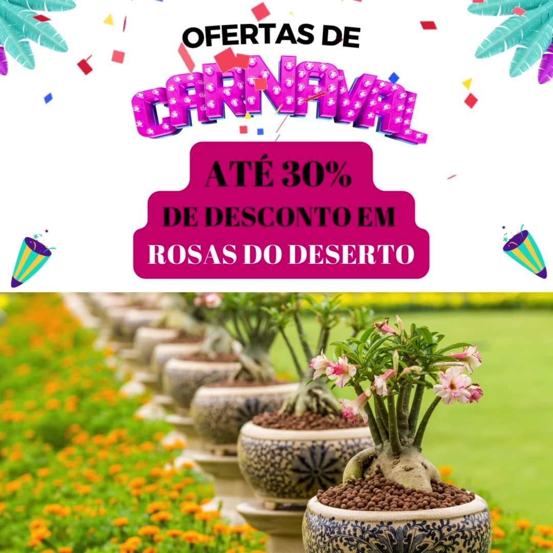Rosa do Deserto - Valmor Adenium
