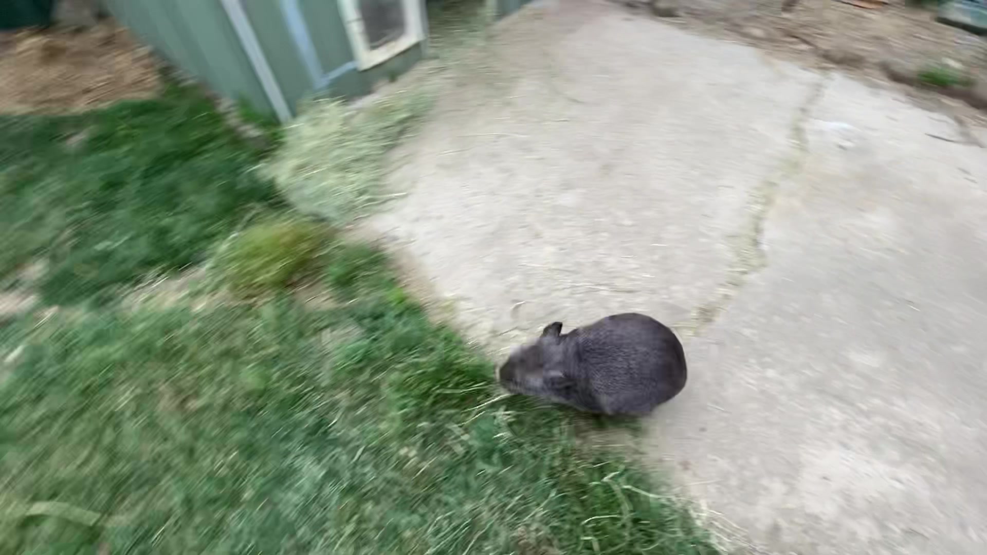 Louis’ first zoomies outside Having zoomies inside the house is
