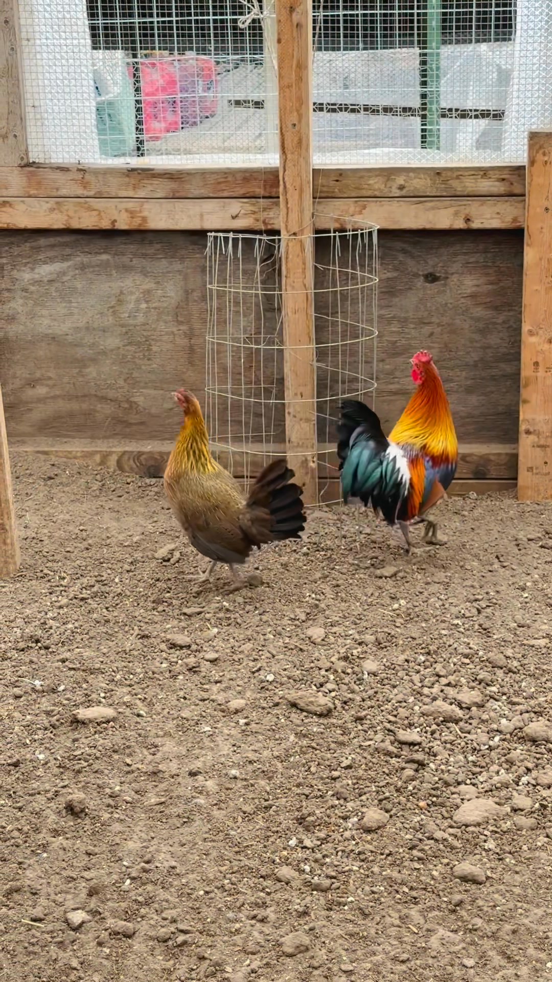 RY Livestock Farm | Isanti MN