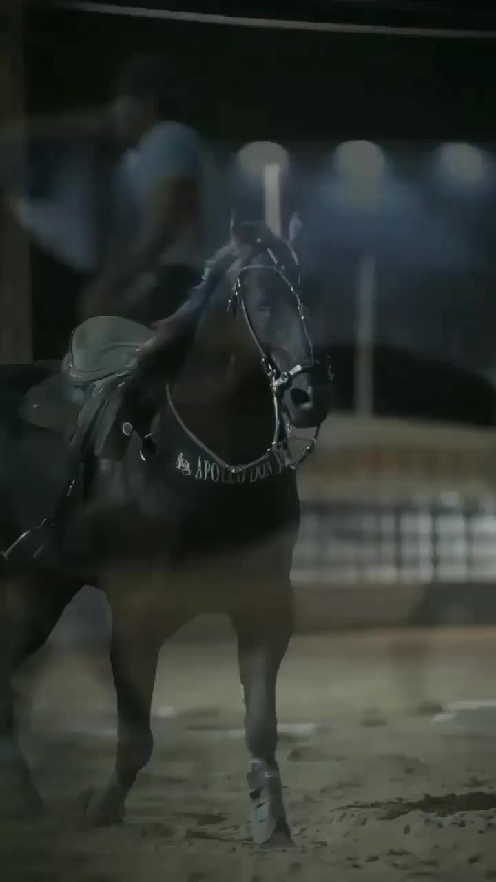 Cavalo em Foco - Granite Reason Granite Lake x Feature Reason (Good ...