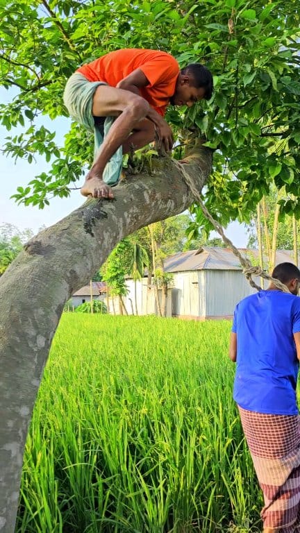 On the jam tree | Md Asadul Islam | Facebook