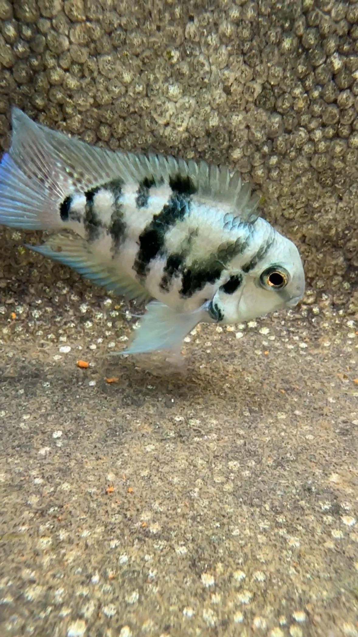 Sugumar Aquarium And Pets