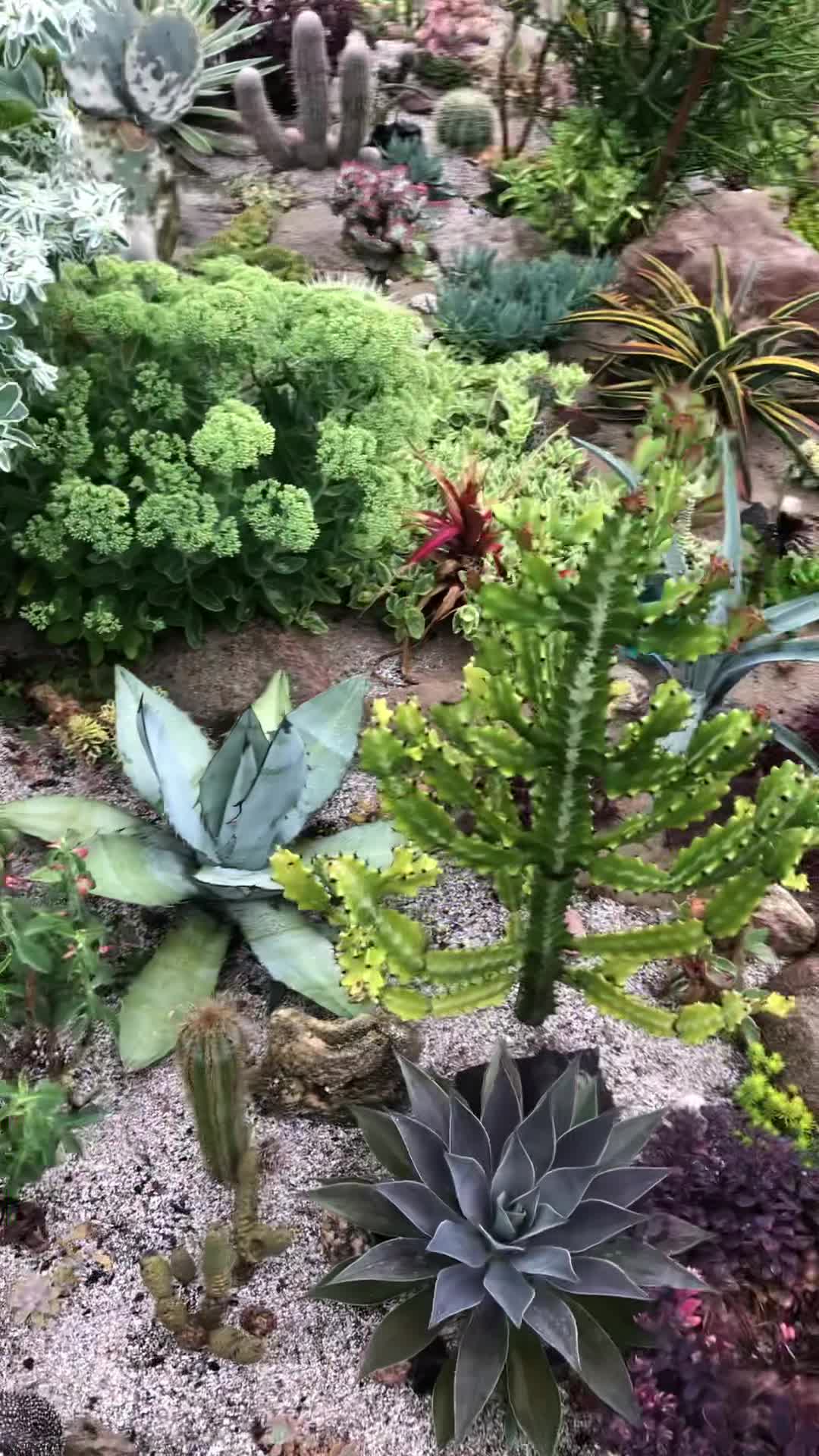 Agave Montana surrounded by Ice Plant flowers. Z6 Toronto 🇨🇦