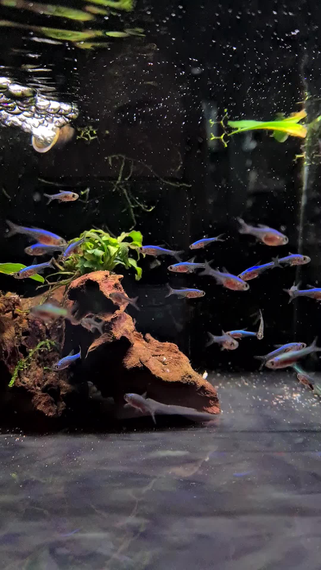 Blue neon rasbora (sundadanio axelrodi blue) The perfect fish for nano ...