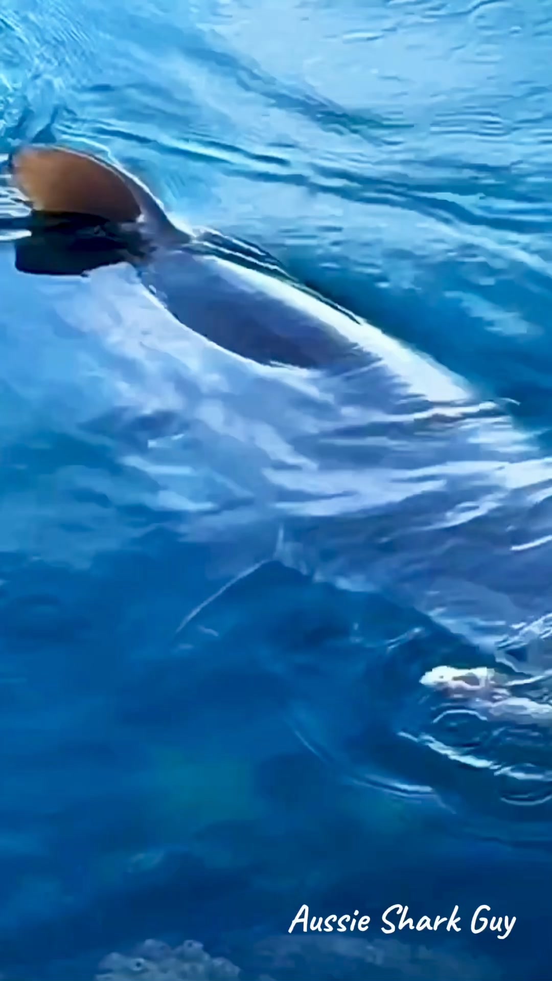 Knowing that GNS’s have a flexible dorsal fin that they use as a means ...