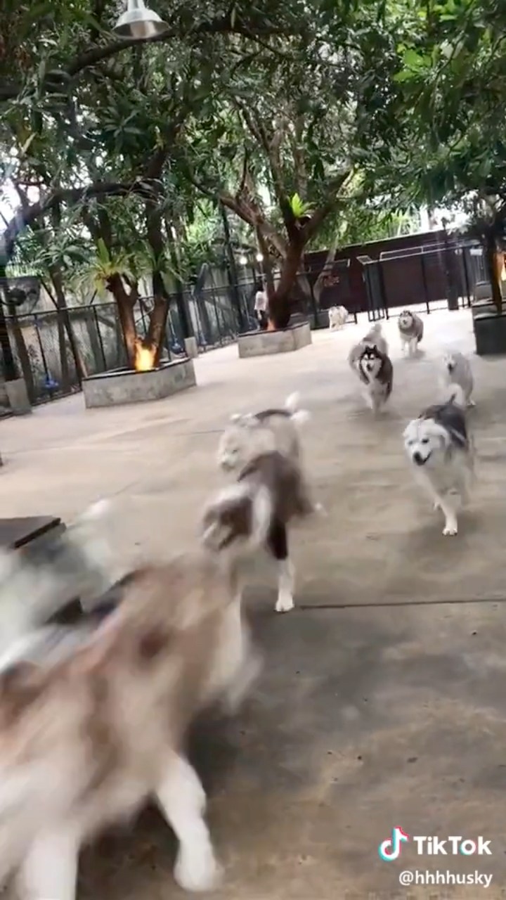 More Huskies, More Fun 🐾One husky is fun. Two huskies — chaos. Five ...