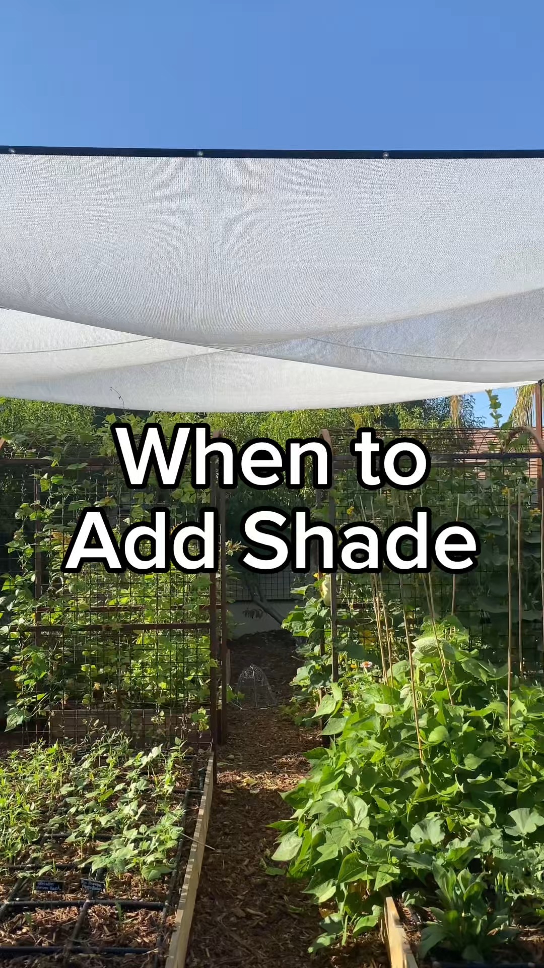 Buy time with shade cloth! In a hot summer climate, when daytime temps ...