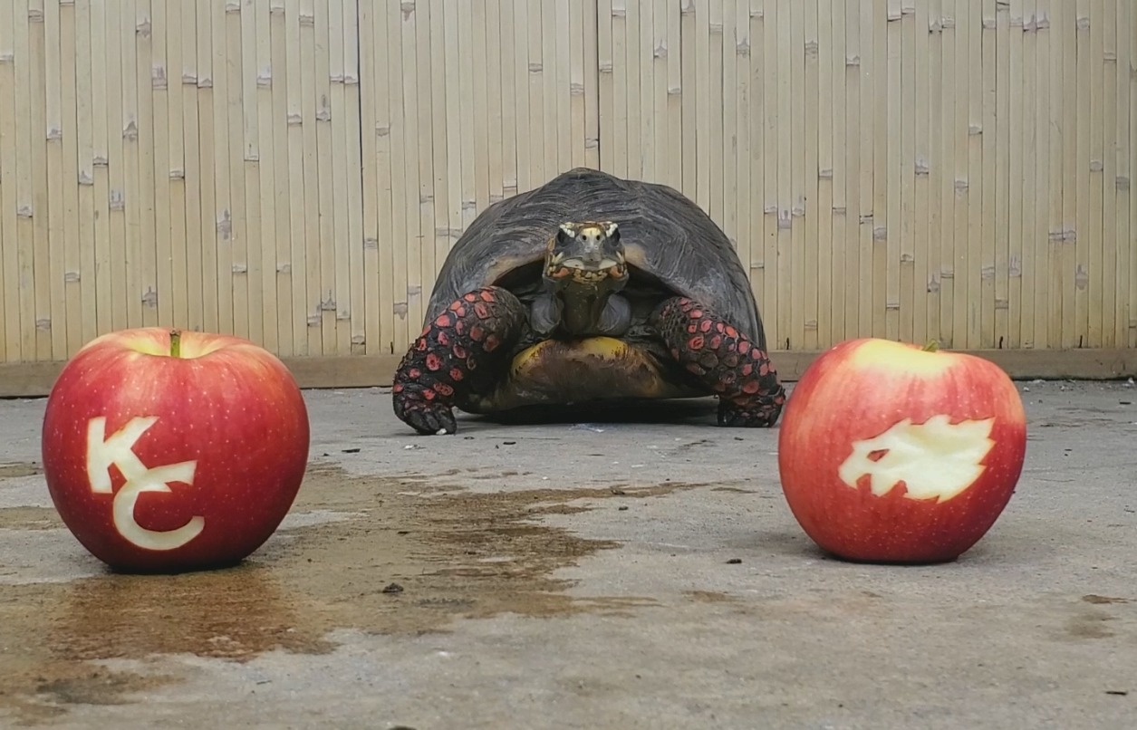 Ruby, The Strong's Red-Footed Tortoise made her predictions on the big ...