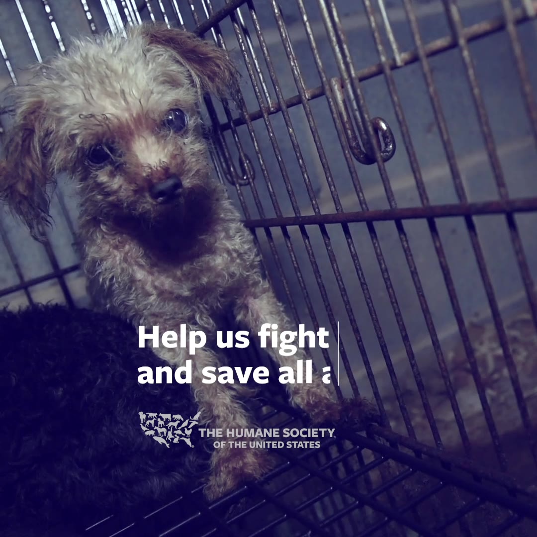 Puppy mills imprison dogs in a tragic cycle of abuse and suffering ...