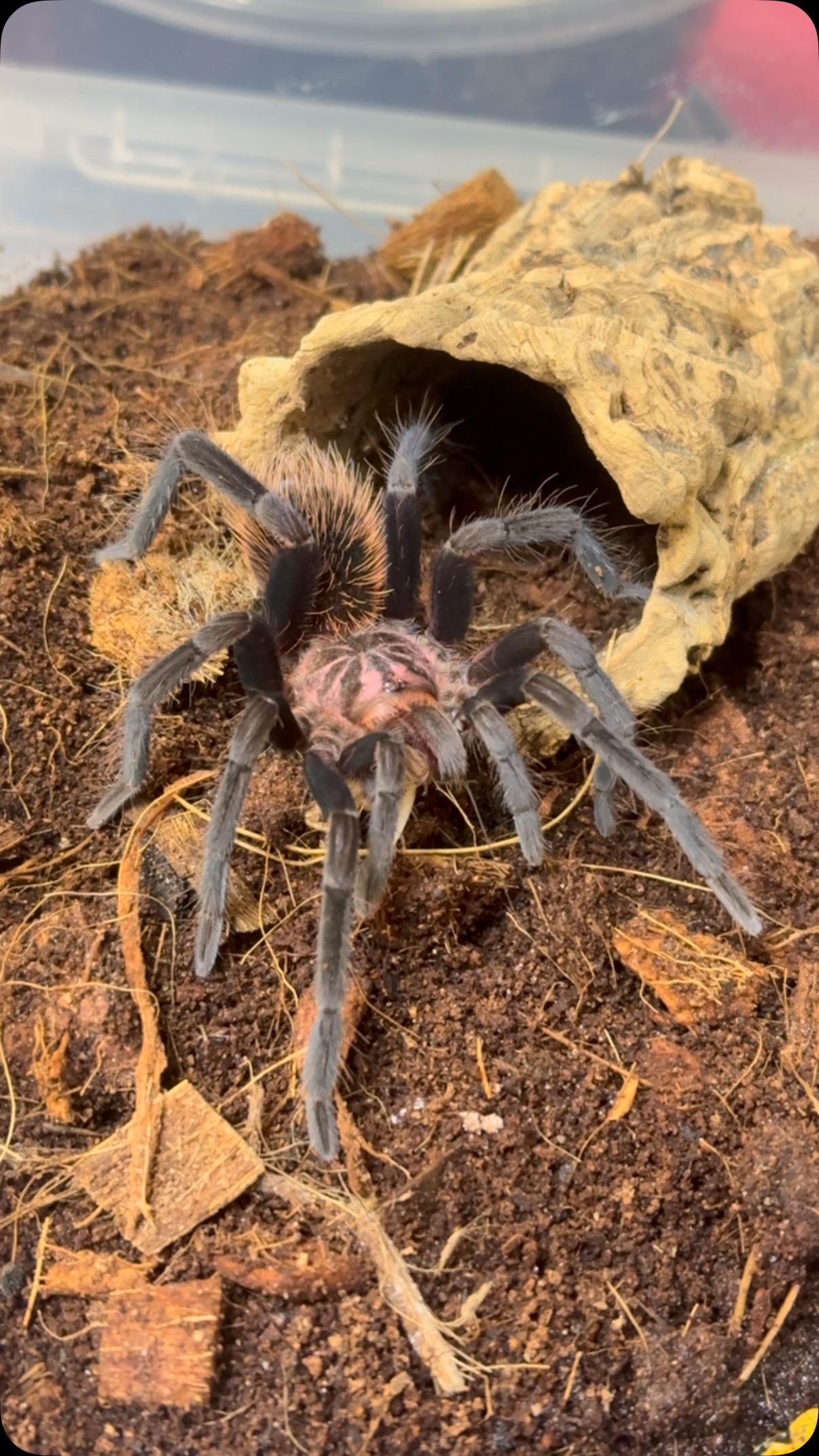 #tarantula #tarantulakeeper #tarantulaofinstagram #tarantulalove # ...