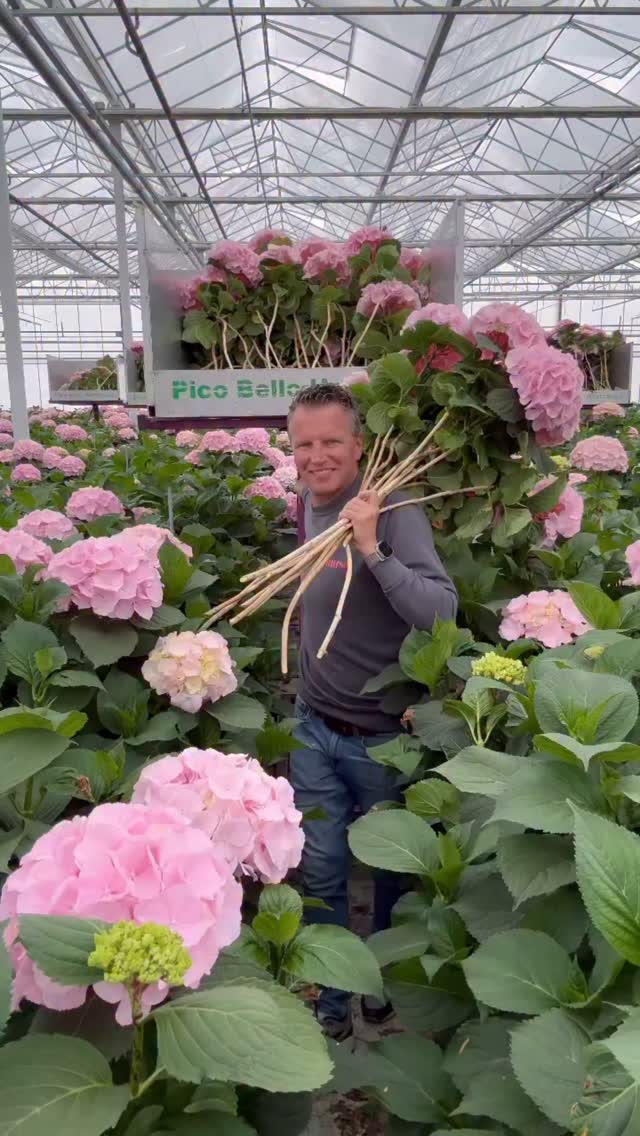 Danny Kouwenhoven is super proud to have the first Hydrangea