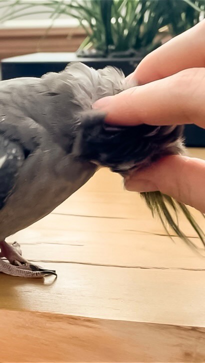 Birthday scritches! 🎂 #birthday #hatchday #happybirthday #scritches # ...