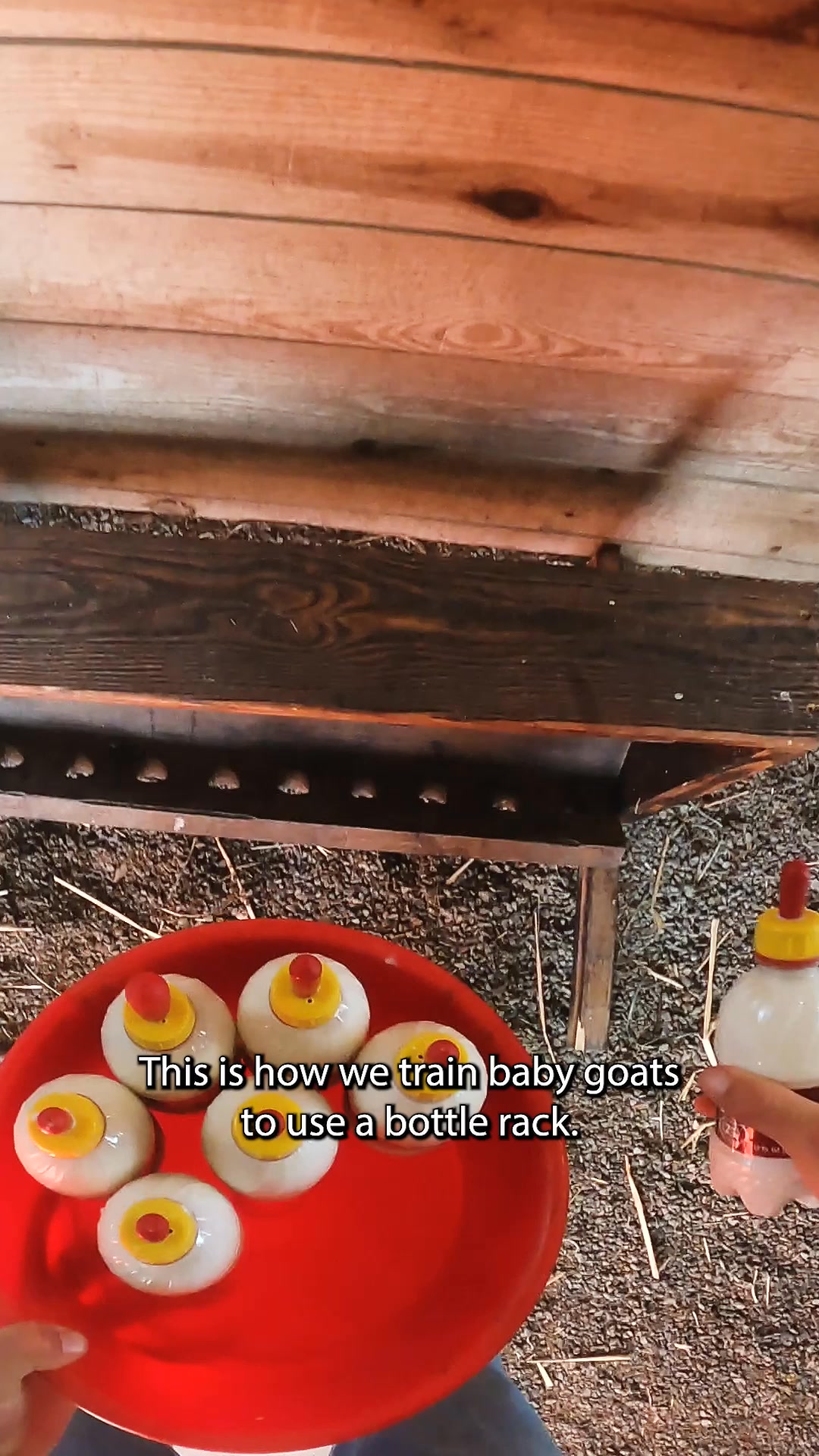 How to feed baby goats 101 #babygoats... - Goat Daddy's Farm | Facebook