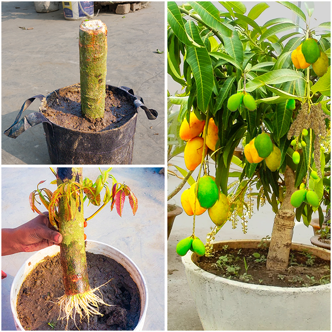 Rana Craft - How to propagate Thuja from cutting || Easy... | Facebook