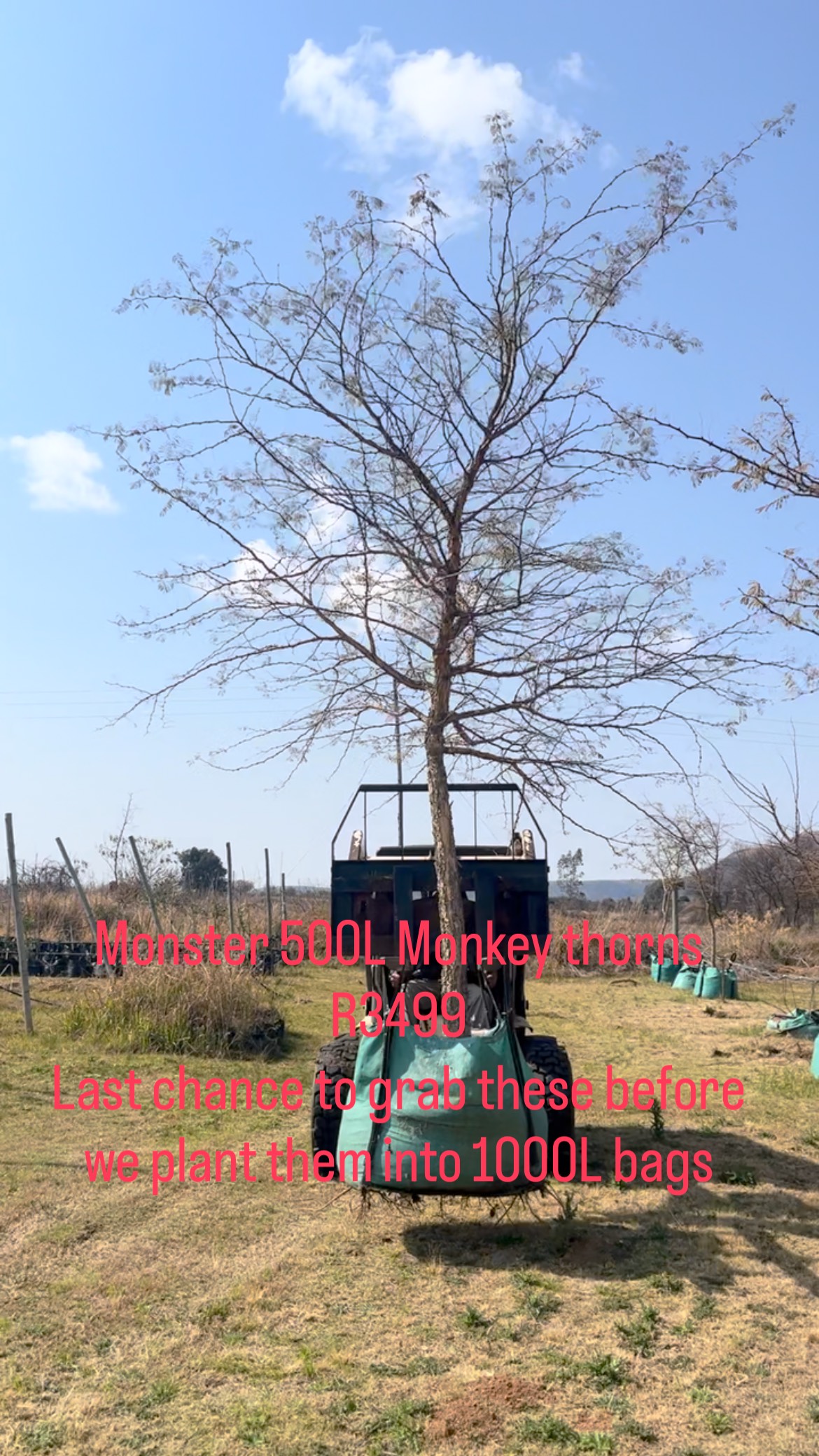 500L Aapie doring/ Monkey Thorn Acacia trees 🌳 www.thesetrees.co.za 074 ...