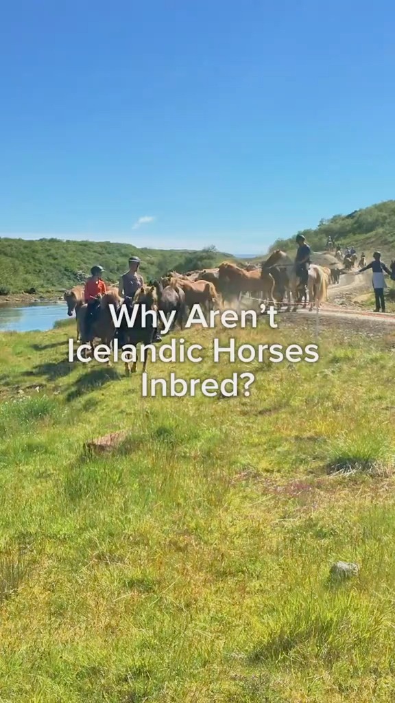If no horses have been allowed in Iceland for over 1,000 years, then ...