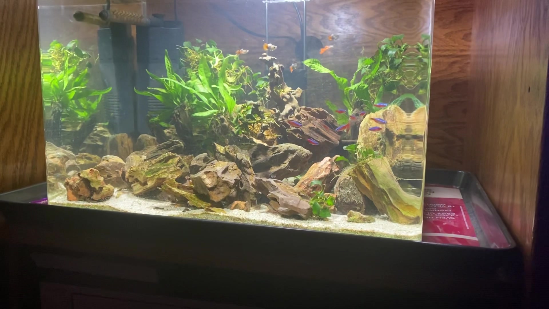 SMALL TANK FOR MY DAD! I set up this small tank for my dad. At first I ...