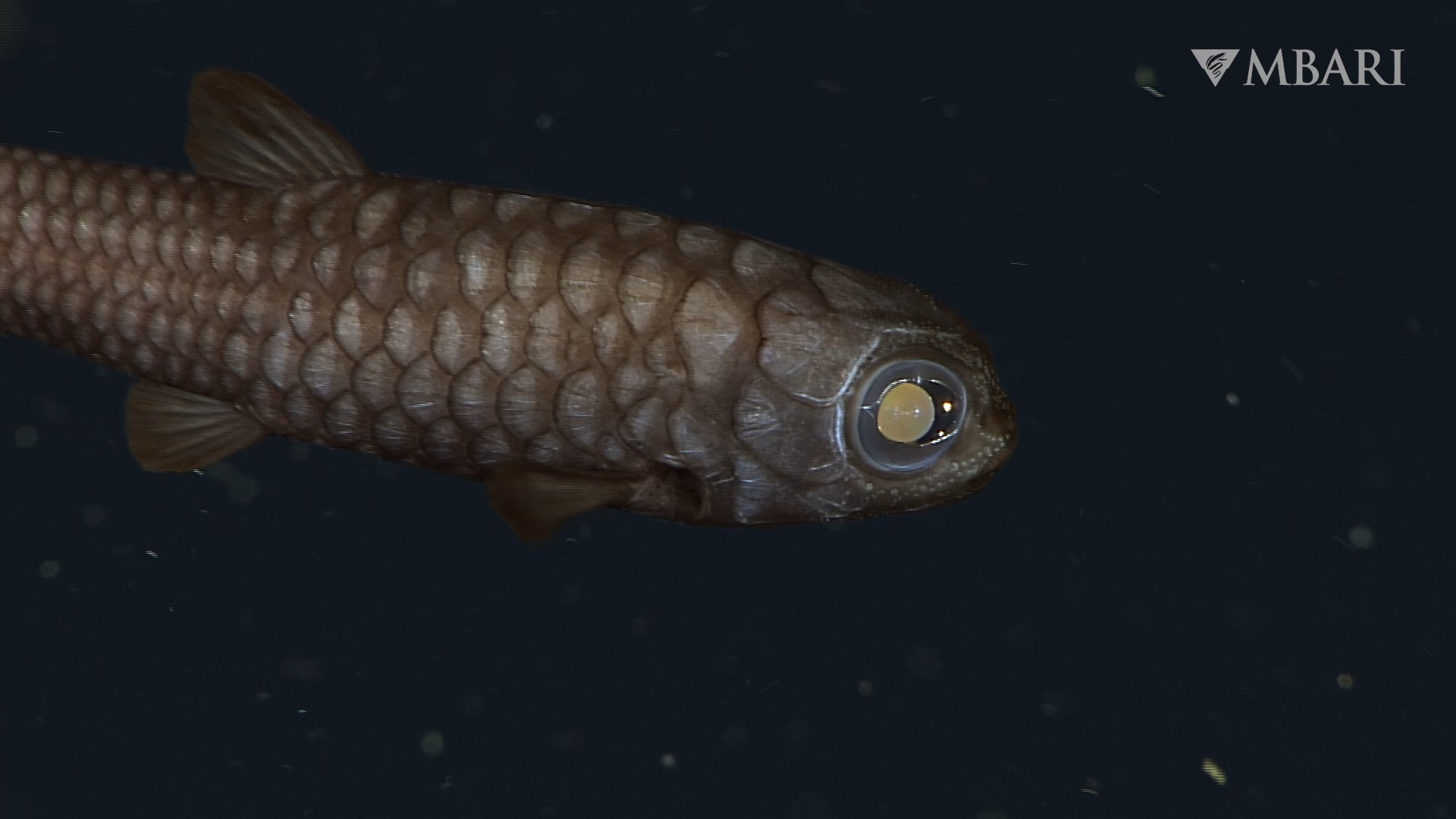 Celebrate World Ocean Month with six minutes of remarkable deep-sea ...