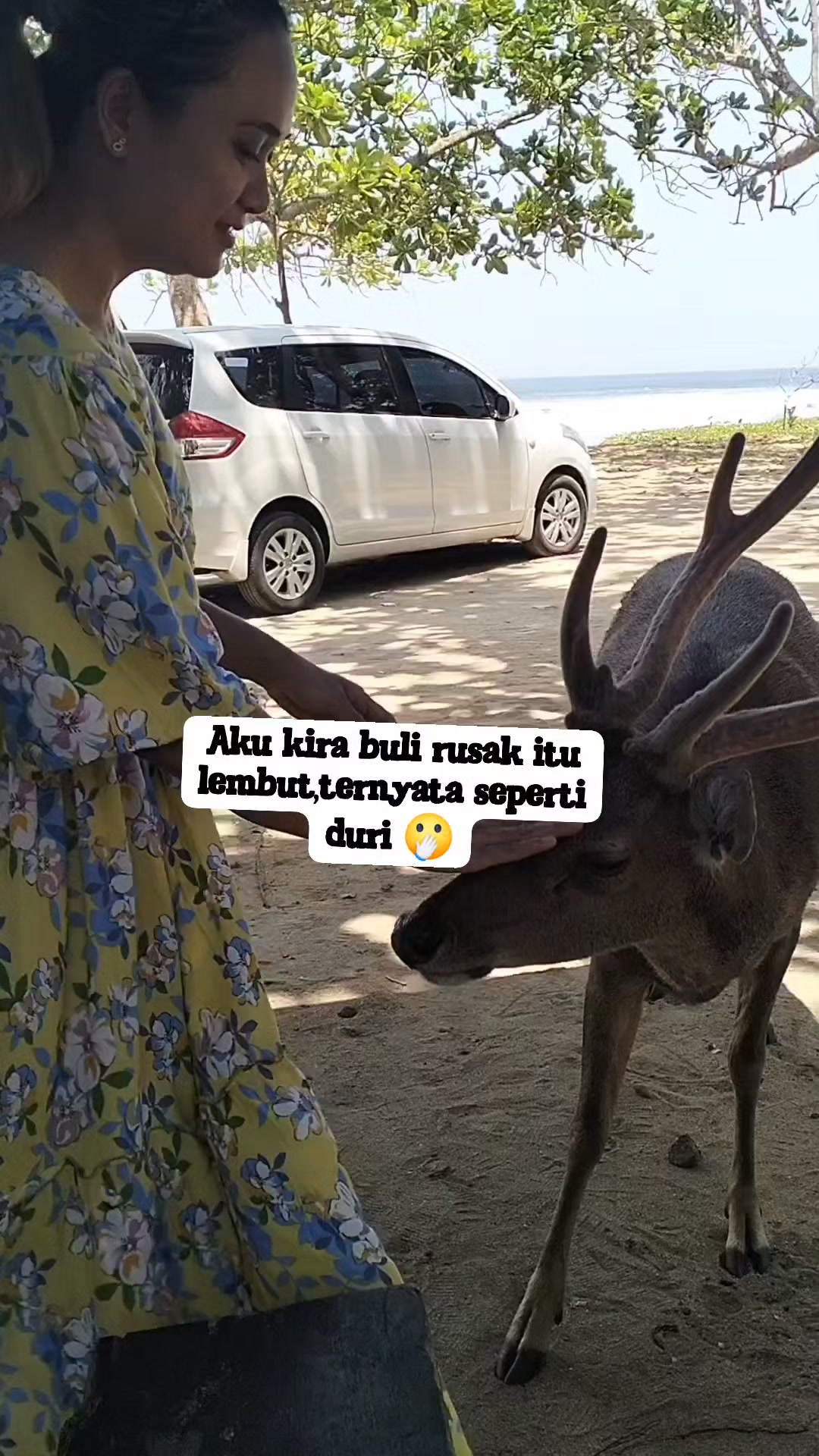 Aku kira bulu rusa itu halus,ternyata keras seperti duri 😁 #banyuwangi ...