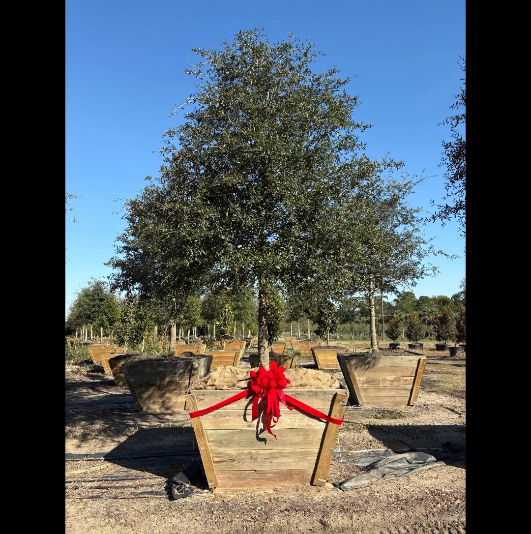 Ducote's Tree Farm on Reels