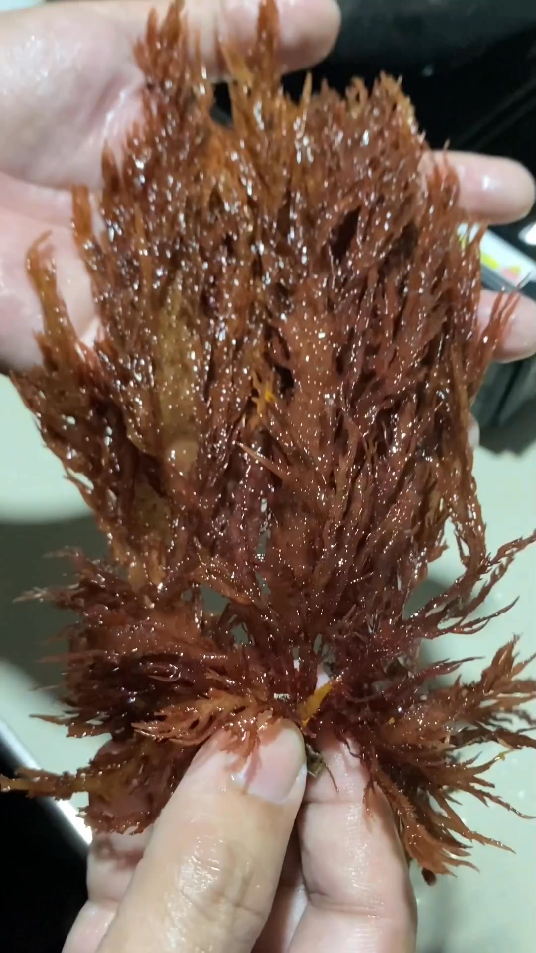 Makaon jud diay ni lami pa sa guso humok siya kaunon 😋🤤 | AniMalupet ...