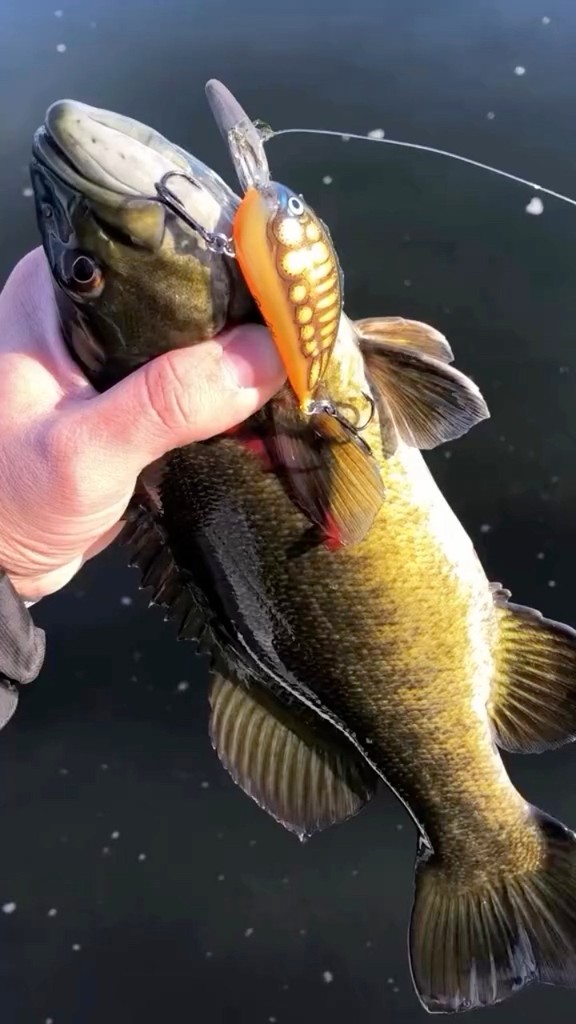 shimano curado 200g5 price FastEddy Bearings shimano-curado-cu-200g5-baitcaster-fishing-reel-rubber-sealed-bearing-kit rod reel line backing as this spool offers 2025 OPEN WATER CUSTOM Option:GLX 843C MBR | 7'0
