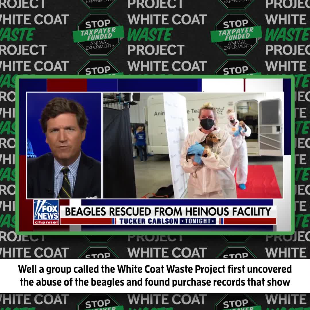 WATCH: Tucker on our #BeagleGate investigation that FIRST EXPOSED Fauci ...