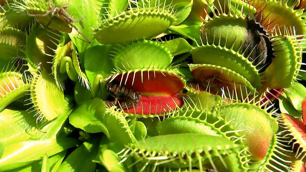 Koleksi Aktiviti Dan Video Sains Cikgu Ja Venu Flytrap 1 Facebook
