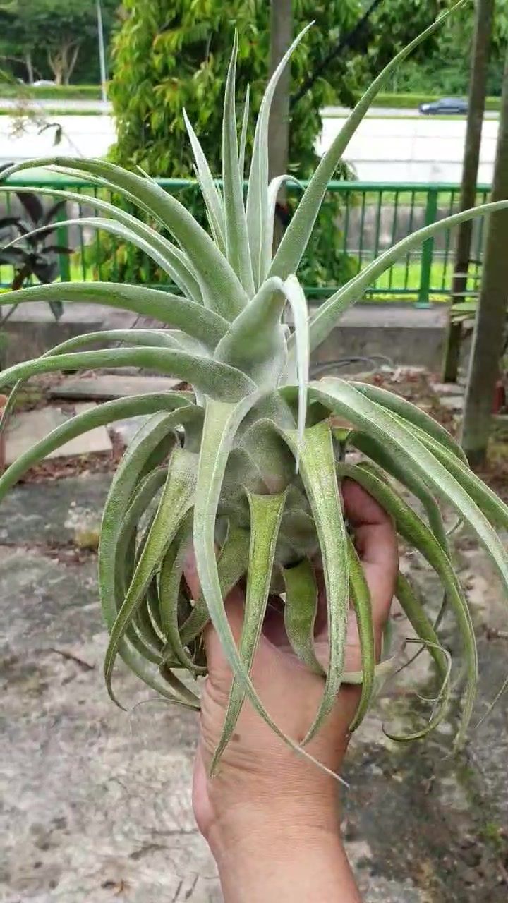 Tillandsia Lucile (ルシール) 【公式通販】