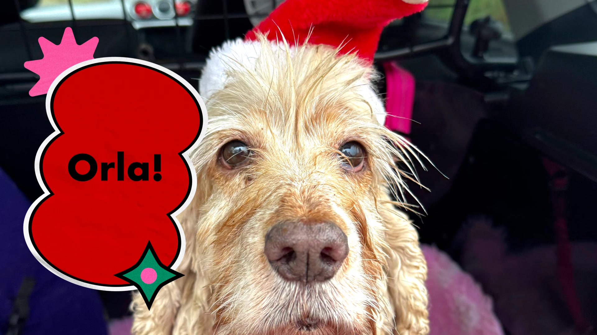 Roxie Roo's Pet Services | Great Leighs